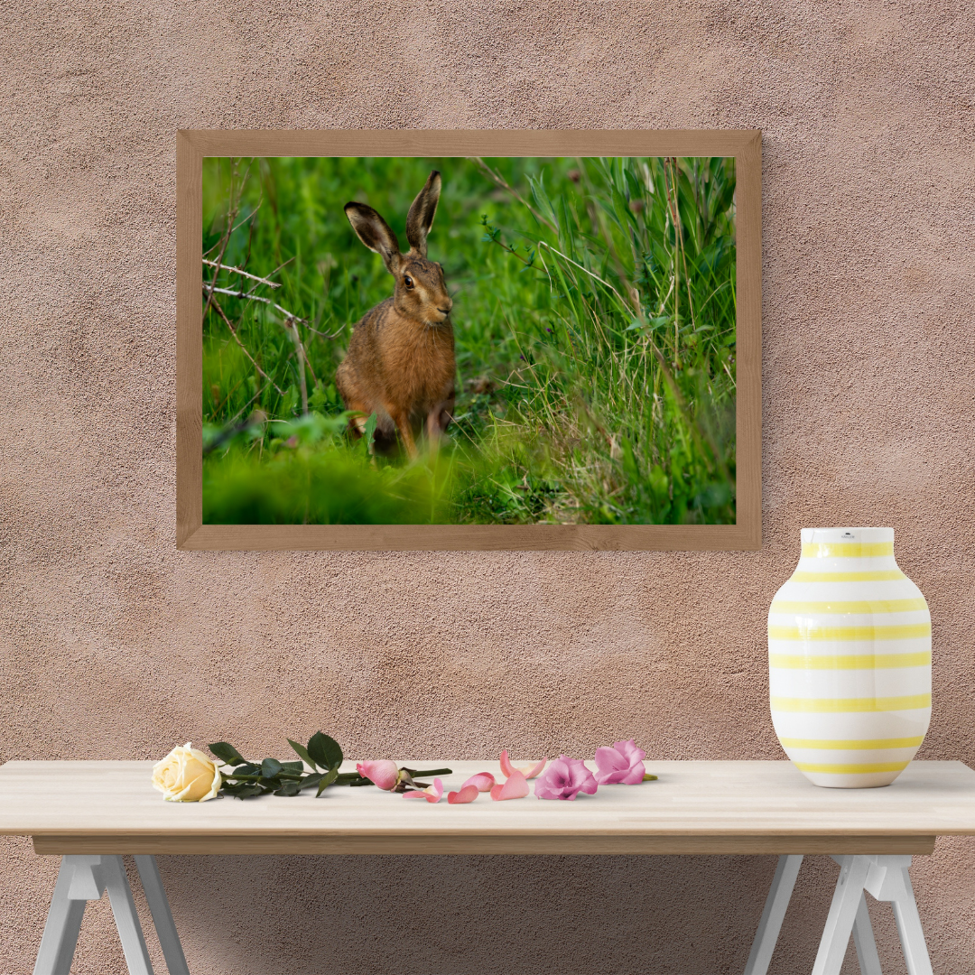 Wild Brown Hare (landscape).