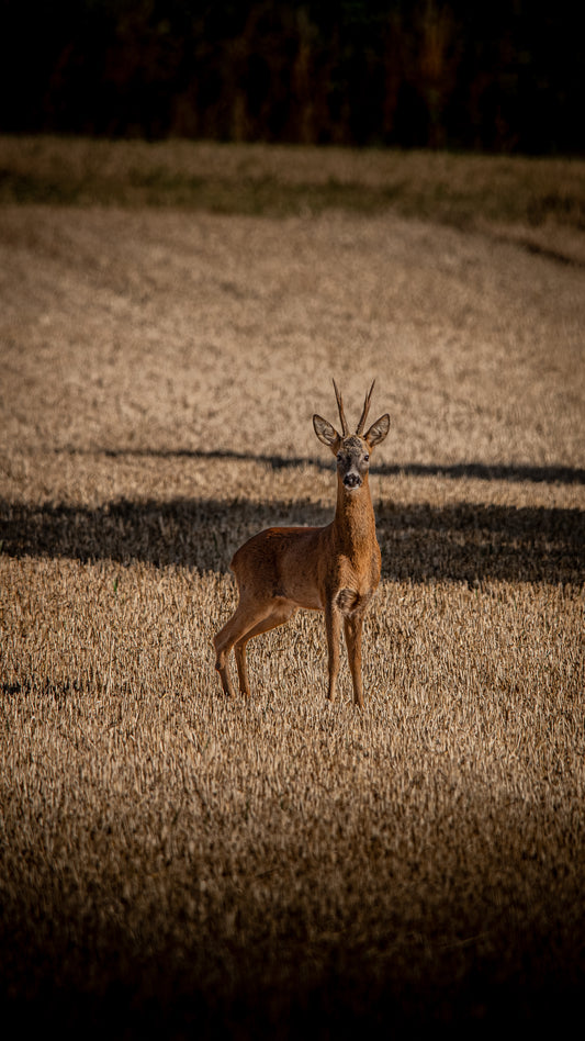 Roe deer - FREE Digital Download / I phone / Android - Screensaver.