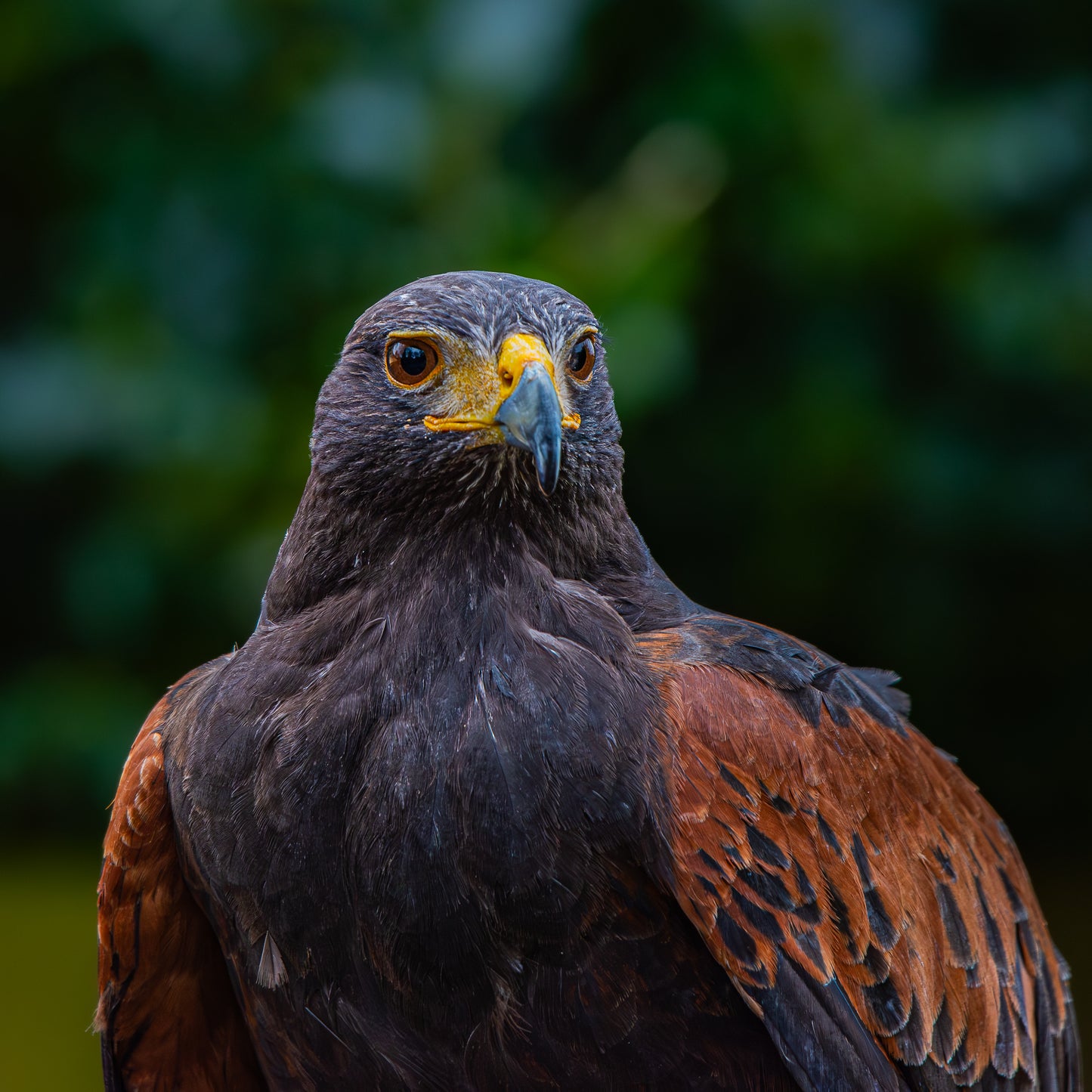 Harris hawk portrait.