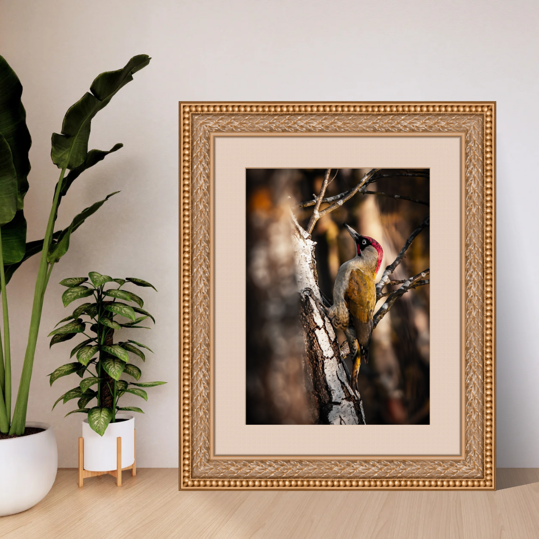 "Vibrant Green Woodpecker – British Woodland Wildlife Print"