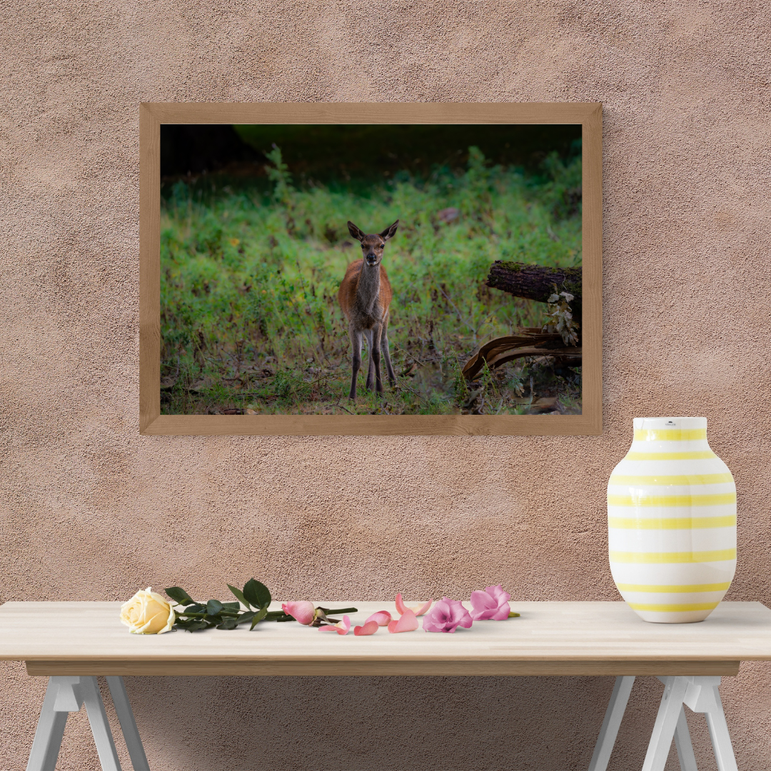 "Young Red Deer calf in Natural Habitat – Wildlife Photography limited edition Print"