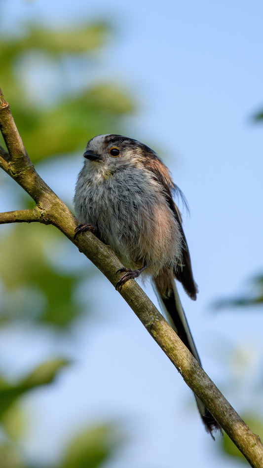 Long Tailed Tit - FREE Digital Download / I phone / Android - Screensaver.