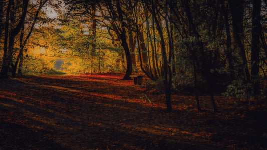 🌿 Weekly Blog: Hitting the Wall (But Still Moving Forward)