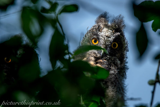 Keeping Nature’s Secret – My Long-Eared Owl Journey