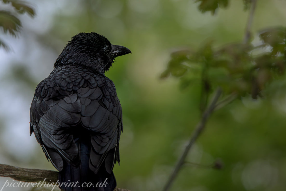 Back out watching wildlife.