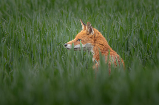 The Fox Encounter I’ll Never Forget