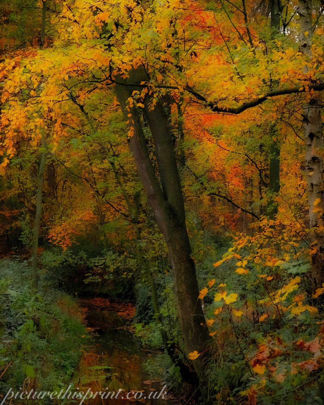 🎯 Know Your Gear – My Year with the Sigma Lens