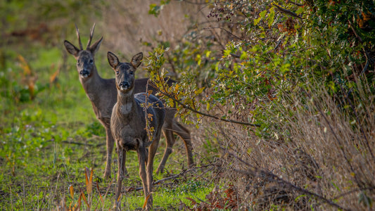 Back Out There Again