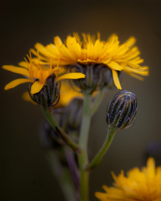 Wildflowers, Wildlife & Wandering Thoughts