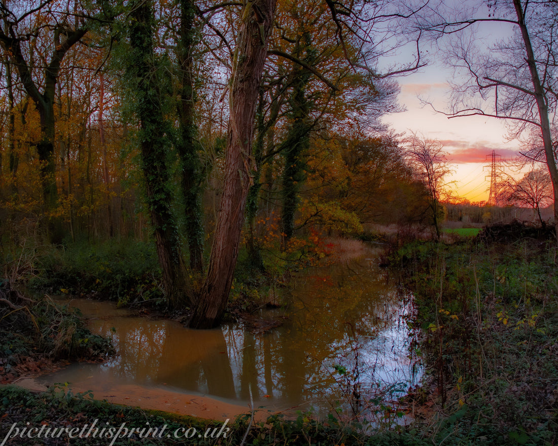 The Woods Tried to Drown My Camera… Again”