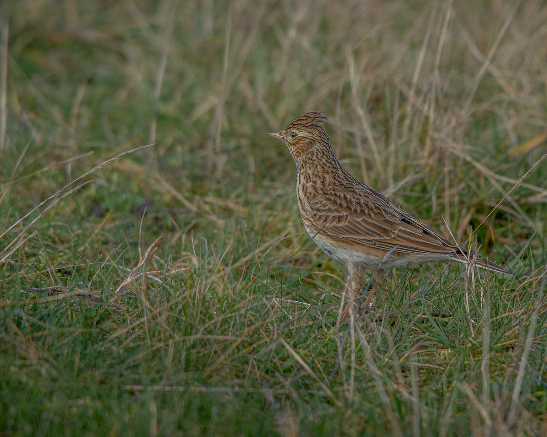 A Hint of Spring in the Air
