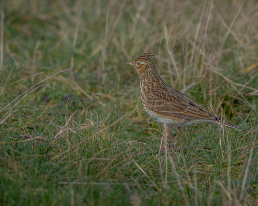 A Hint of Spring in the Air