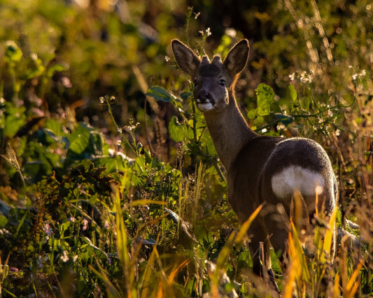 “Watching the Deer: Beauty, Worry, and Mental Health