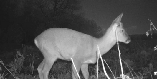 A New Adventure into TikTok & Trail Cameras
