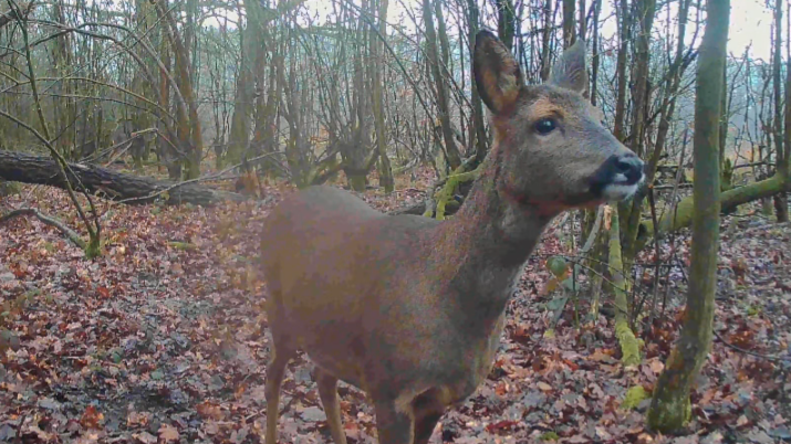 🦌 A Week in the Woods – Trail Camera Update