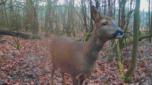 🦌 A Week in the Woods – Trail Camera Update
