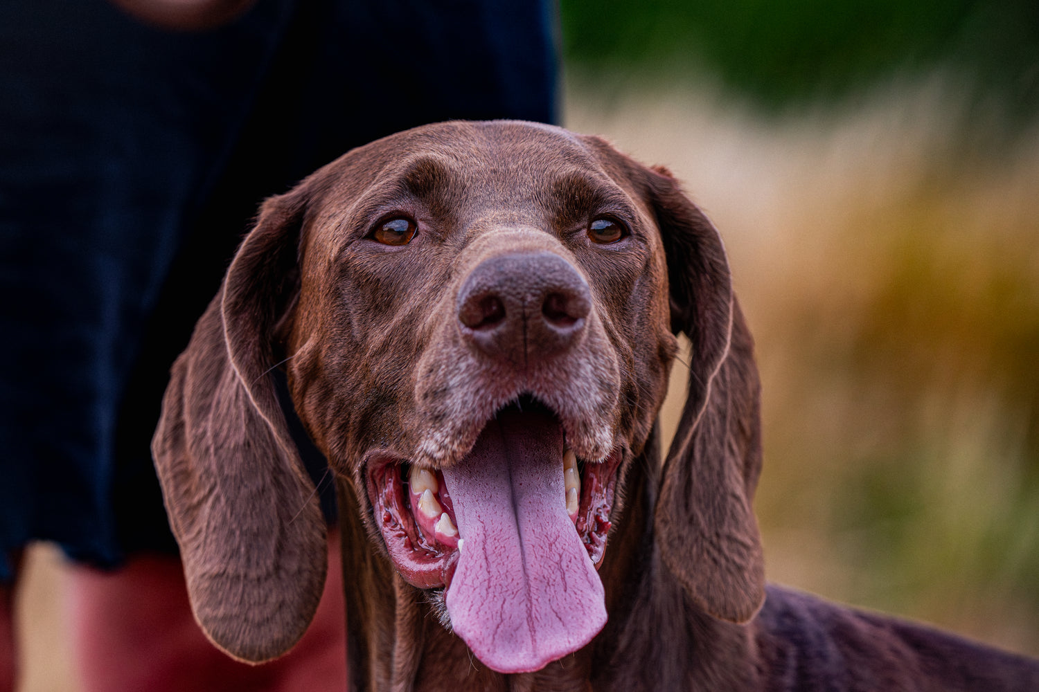 🐾 Country Companions – Dog Collection 🐾