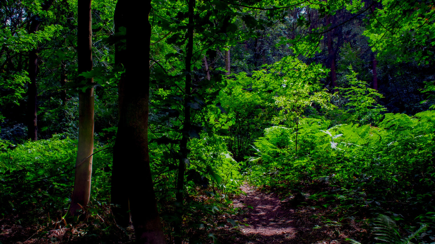 Whispers of the Woodland – Nature’s Therapy in Print