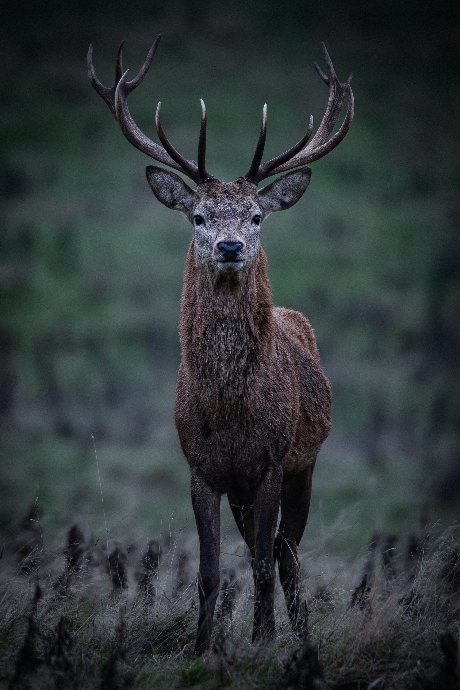 Wildlife.