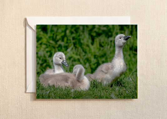 Cygnet companions/Nature and wildlife Magic – A5 Blank Greeting Card