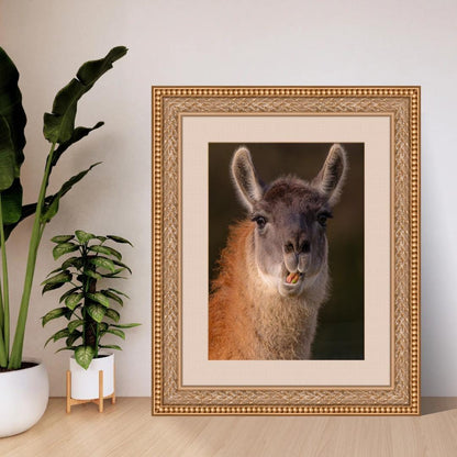 Llama portrait print.