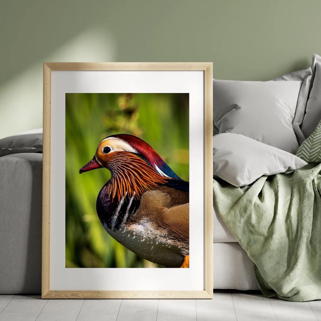 The Mandarin Duck.