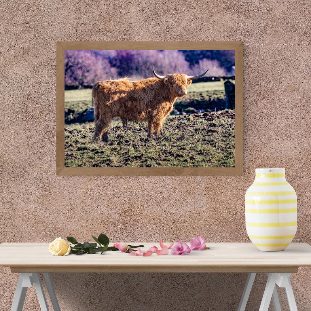 Highland Cow Print.