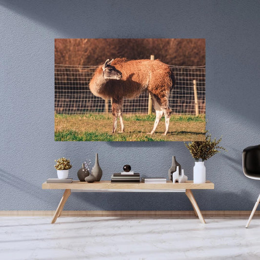 Cute Llama Wall Art.
