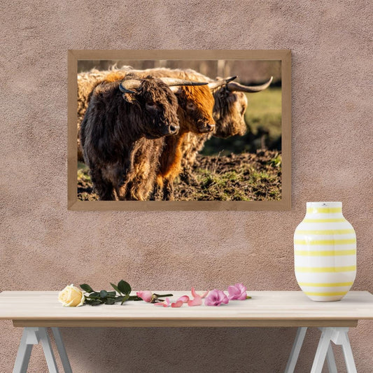 Three Highland Cattle Rustic print.