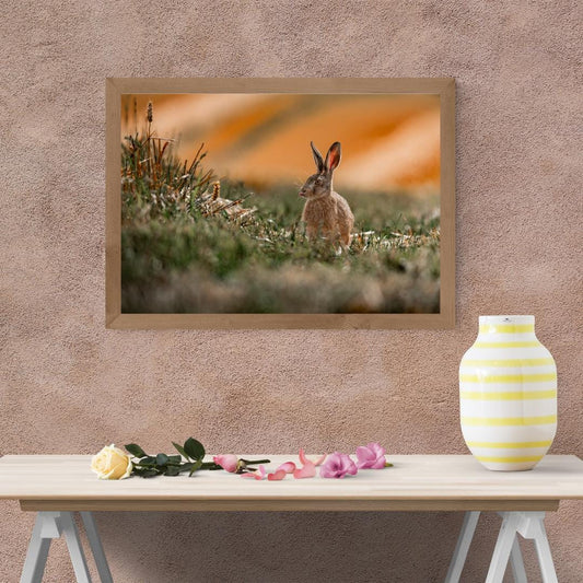 Summer Hare at Harvest