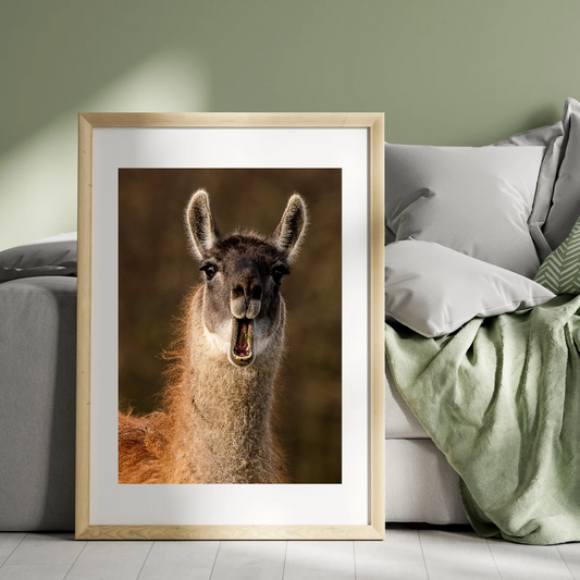 Sassy Llama portrait