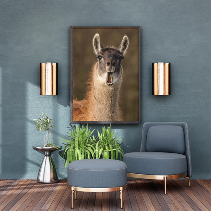 Sassy Llama portrait