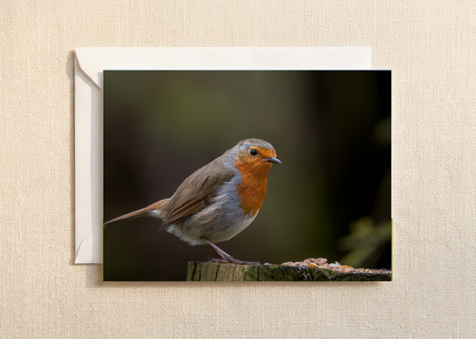 Robins rest/Nature and wildlife Magic – A5 Blank Greeting Card