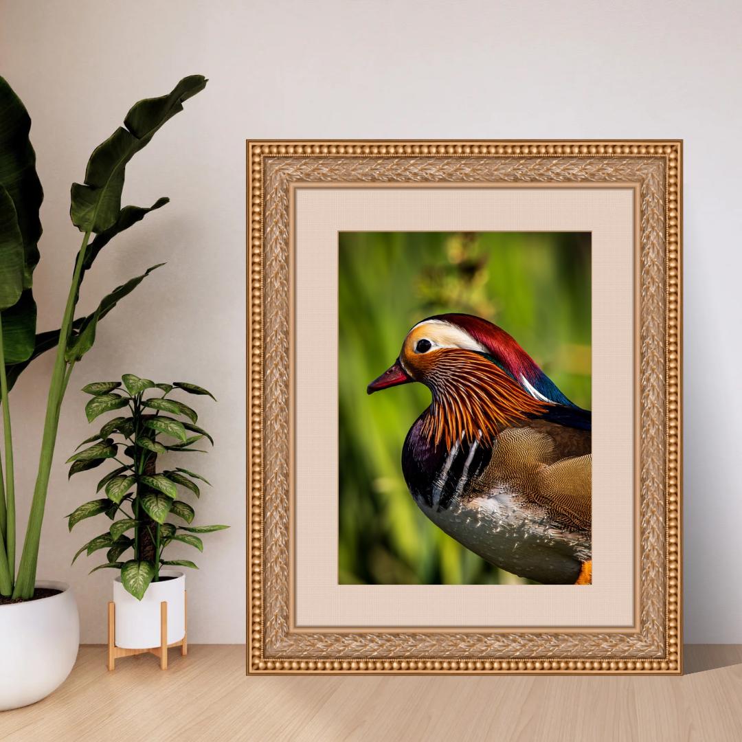 The Mandarin Duck.