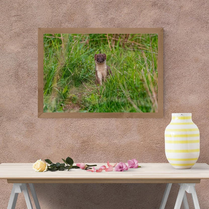 Charming Stoat.