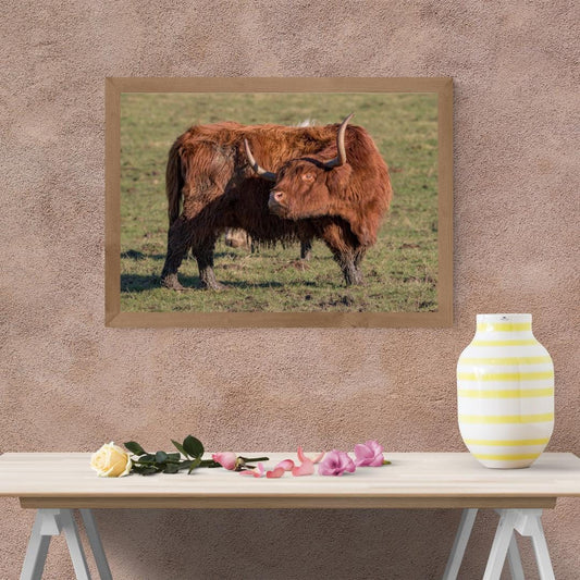 Highland Cow Print.
