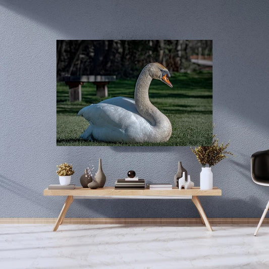 "Resting Grace" - Elegant Swan Fine Art Print