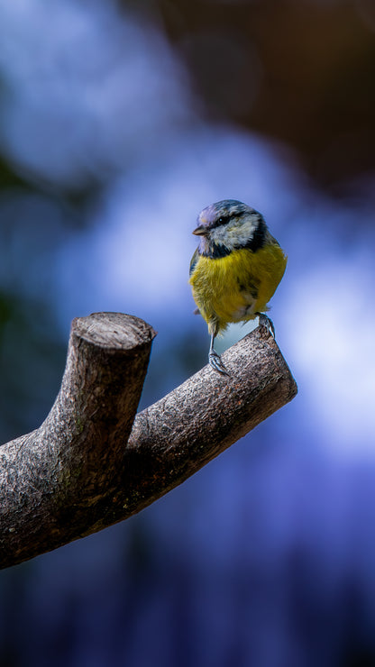 Blue tit - FREE Digital Download / I phone / Android - Screensaver.