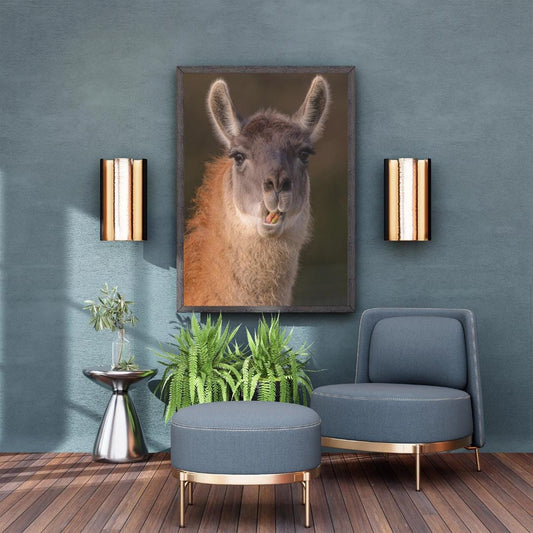 Llama portrait print.