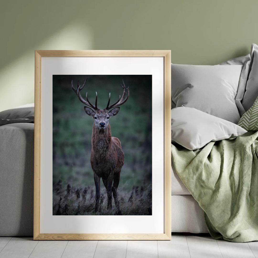 Red Stag Print | Majestic Wildlife Wall Art.