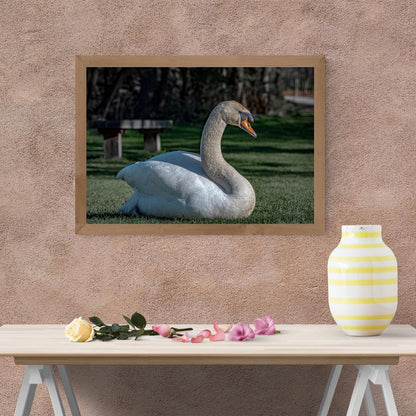 "Resting Grace" - Elegant Swan Fine Art Print