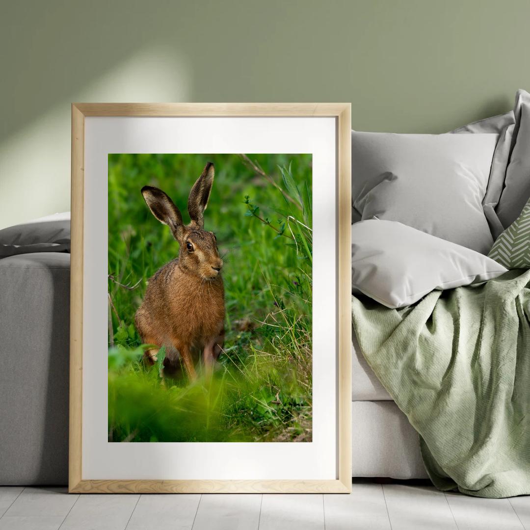 Wild Brown Hare (portrait).