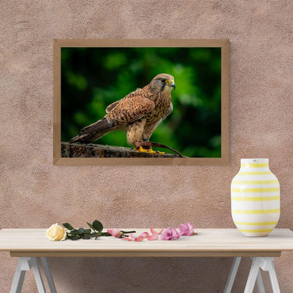 Common Kestrel.