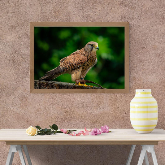 Common Kestrel.