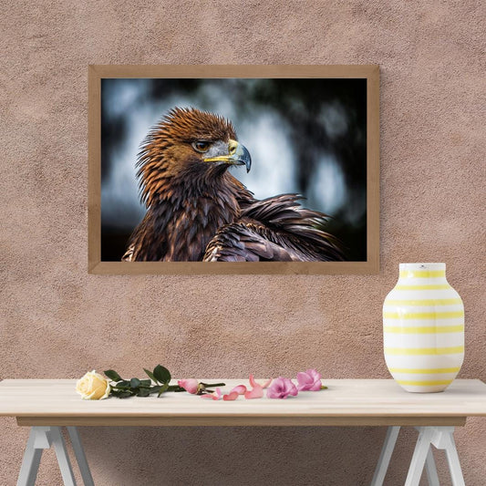 Golden Eagle Majestic Male Raptor Print.