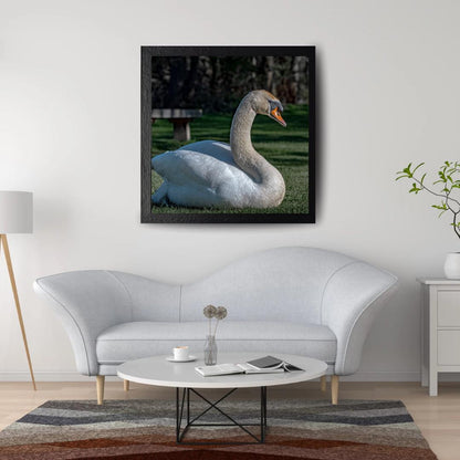 "Resting Grace" - Elegant Swan Fine Art Print