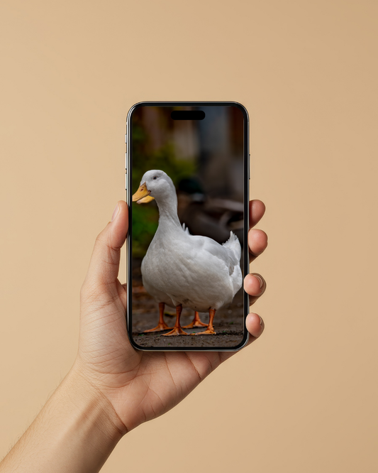 Pekin duck - FREE Digital Download / I phone / Android - Screensaver.