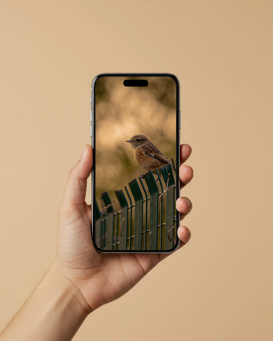 Beautiful Stonechat - FREE Digital Download / I phone / Android - Screensaver.