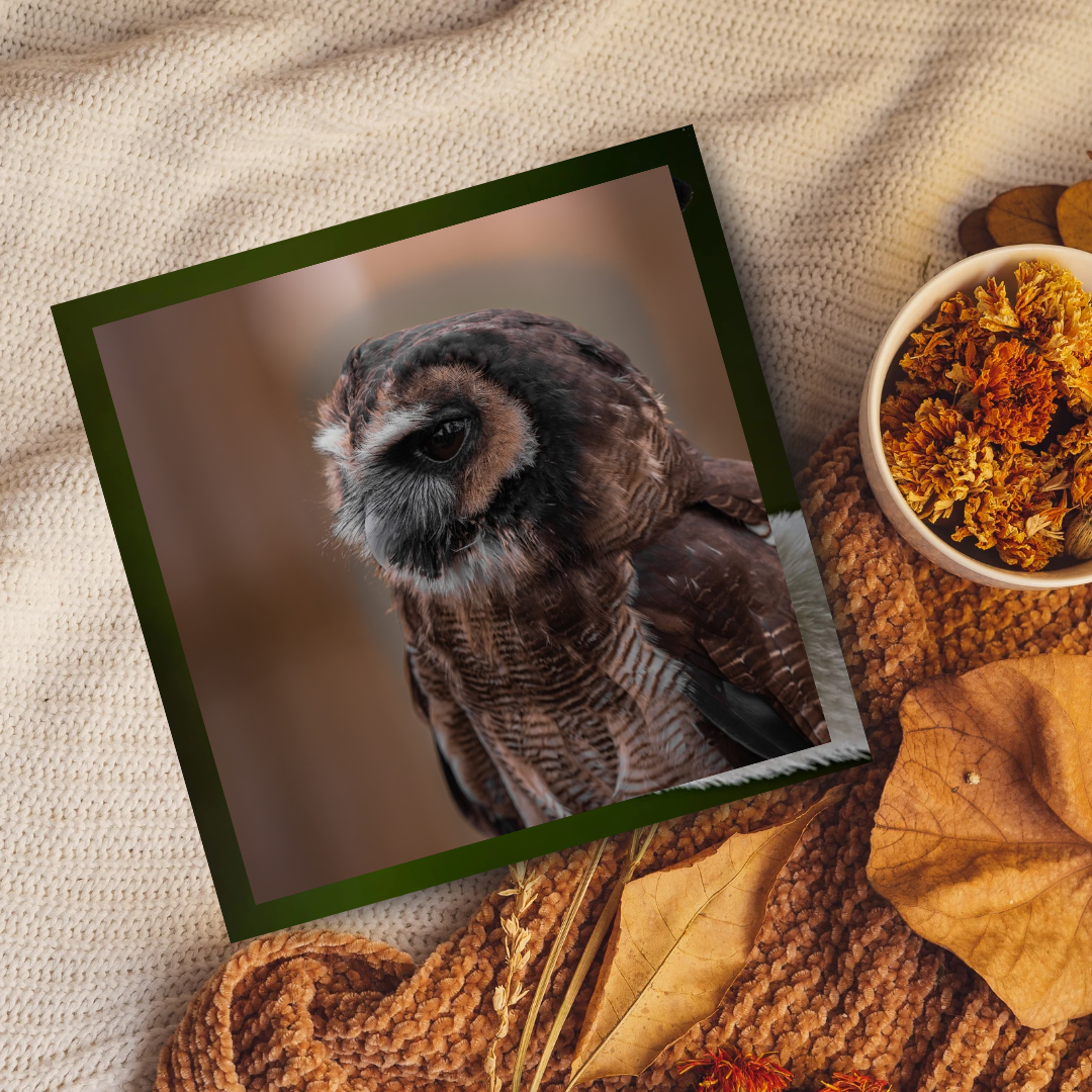 Indian wood owl portrait.