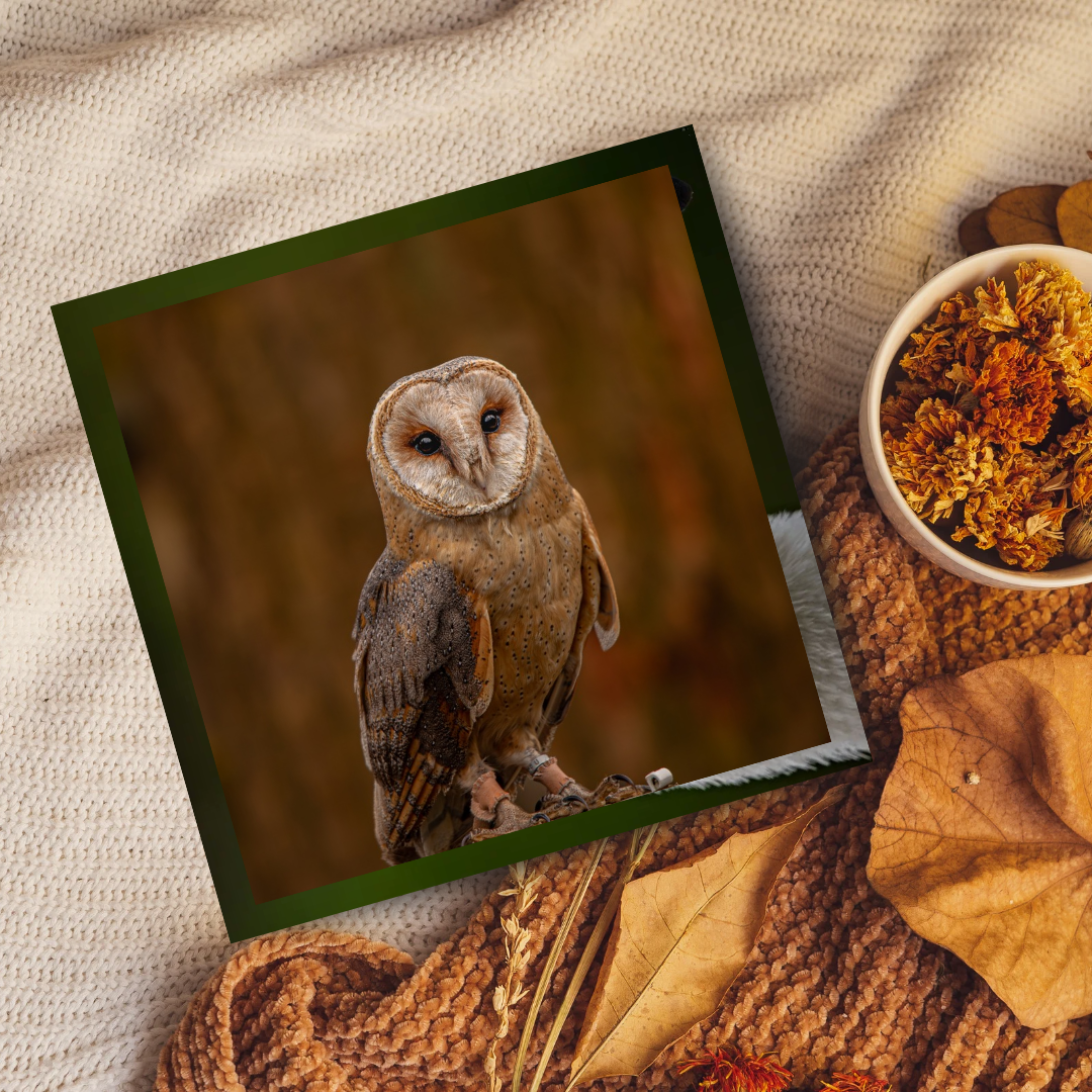 Barn owl portrait.